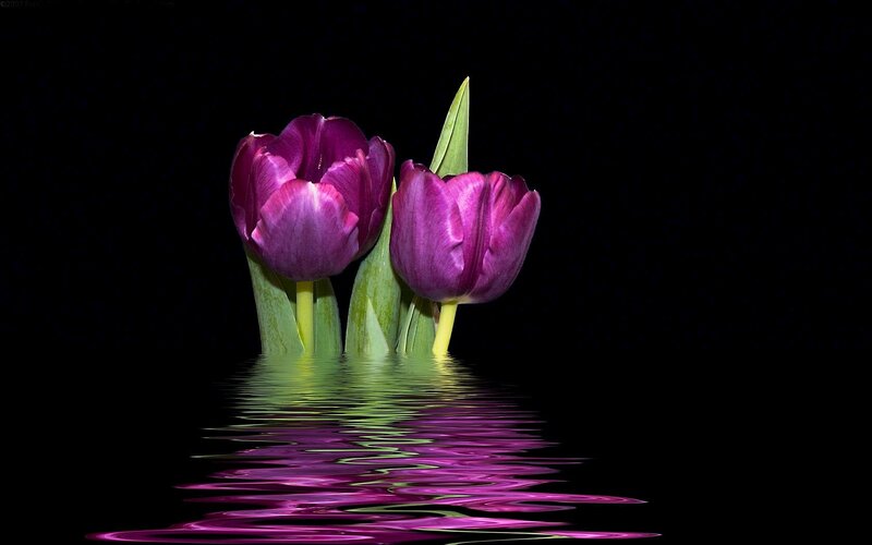 Purple Tulips in Water — Dramatic, Photograph