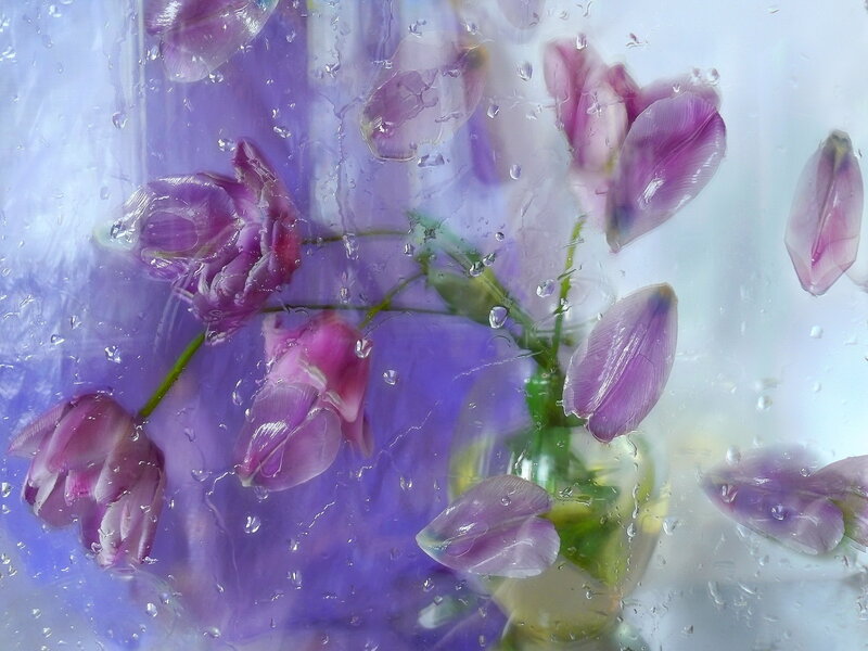 Purple Tulips in Water — Dreamy