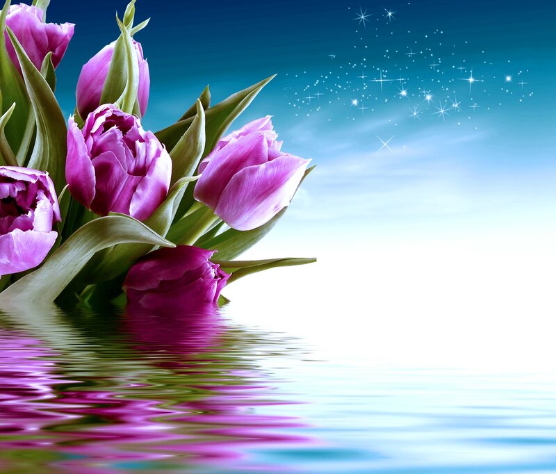 Purple Tulips in Water — Serene, Night