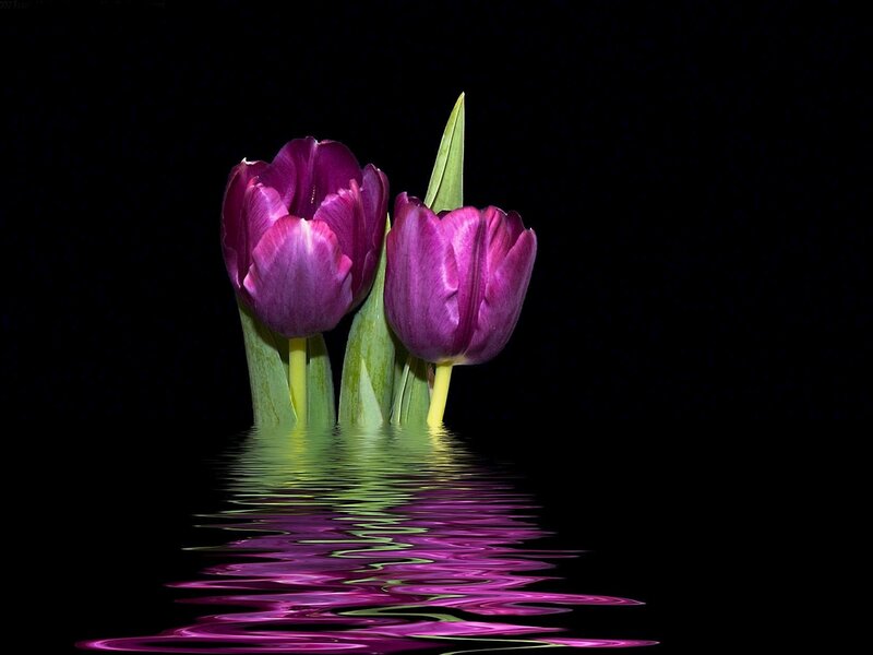 Purple Tulips in Water — Serene