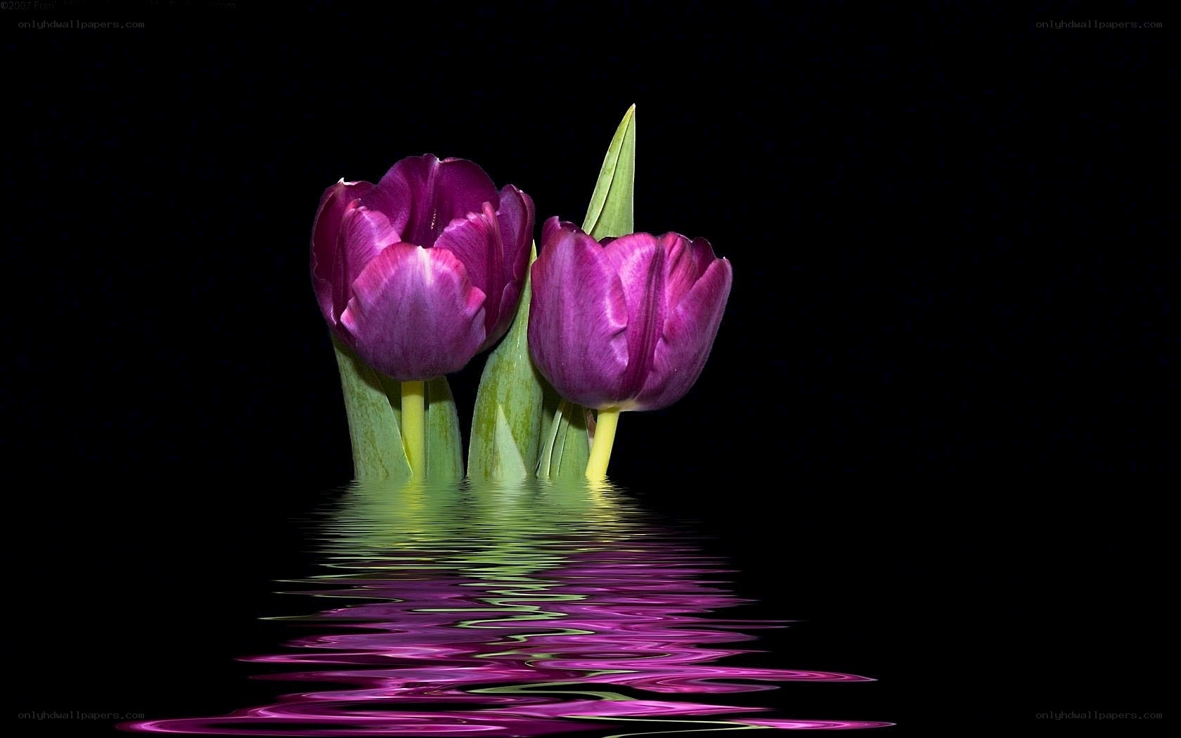 Purple tulips in water