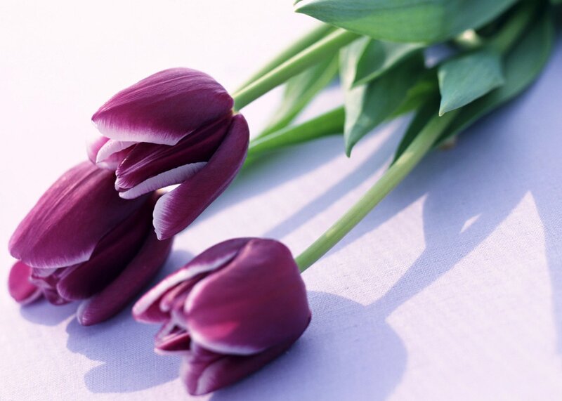 Purple tulips on a white surface