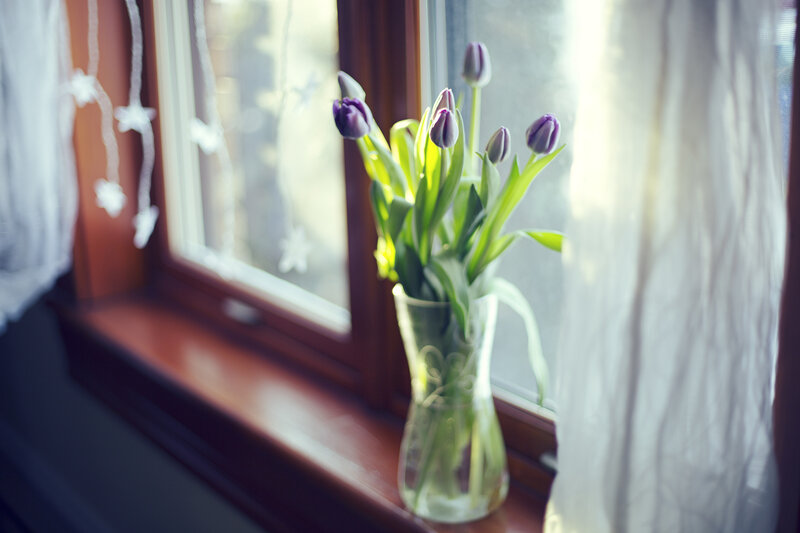 Purple tulips on a windowsill
