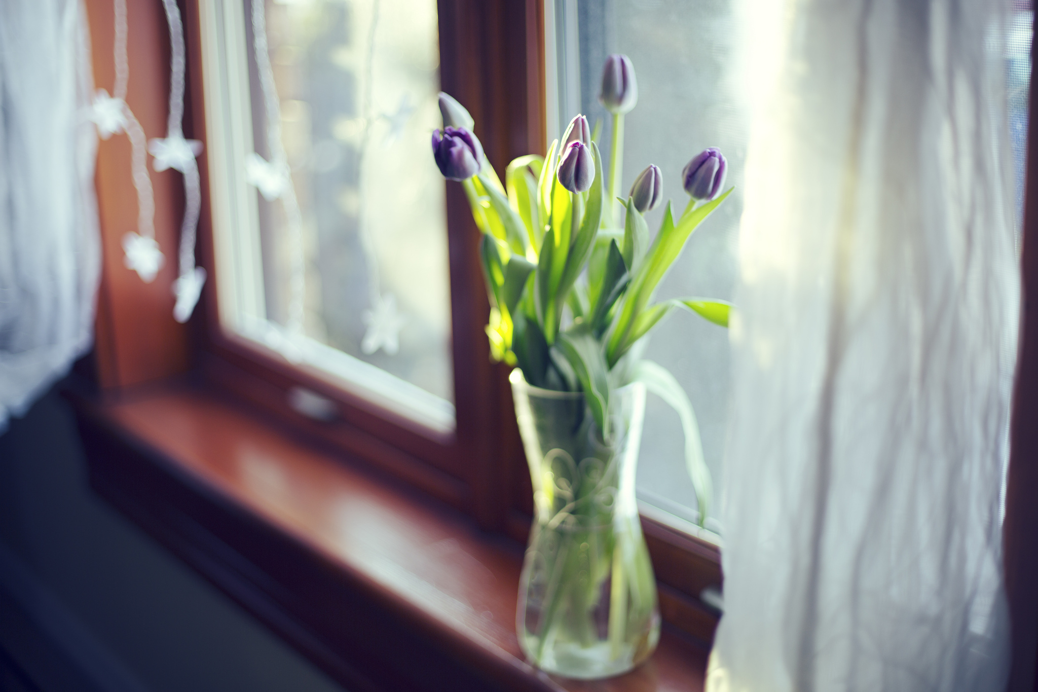 Purple tulips on a windowsill