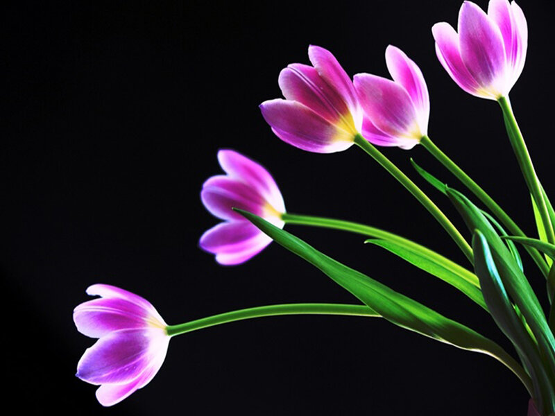 Purple Tulips on Black