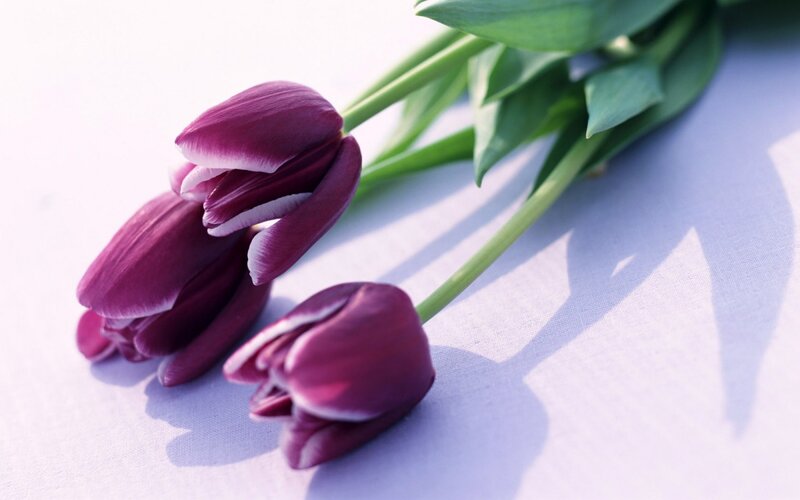 Purple Tulips on Fabric — Serene