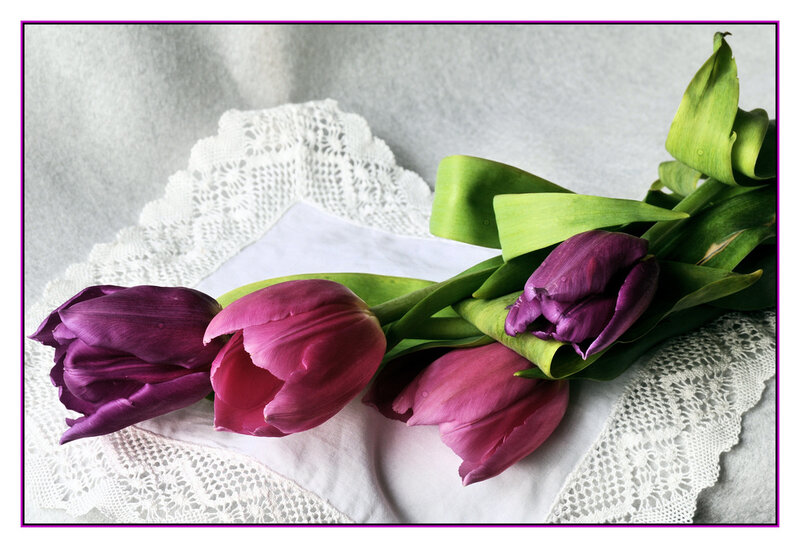 Purple Tulips on Lace