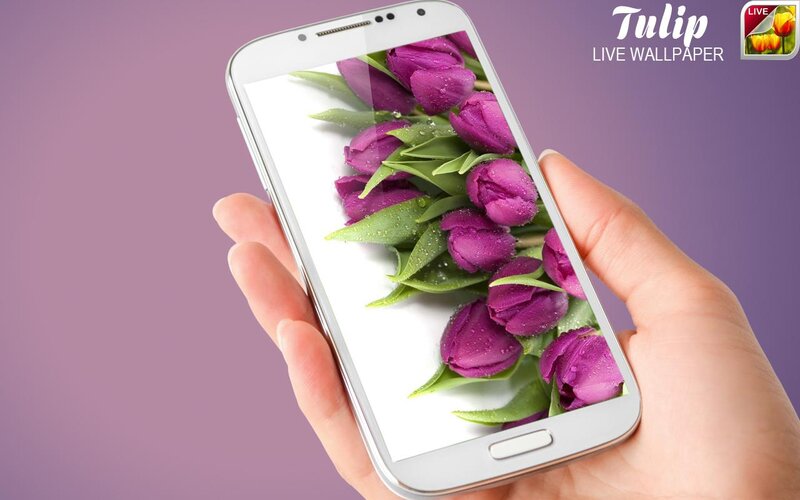 Purple Tulips on Phone