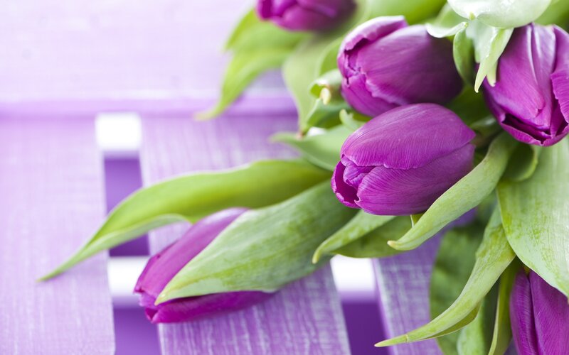 Purple Tulips on Purple Surface — Calm, Photograph