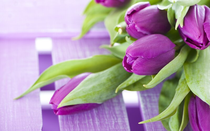Purple Tulips on Purple Surface — Calm, Spring