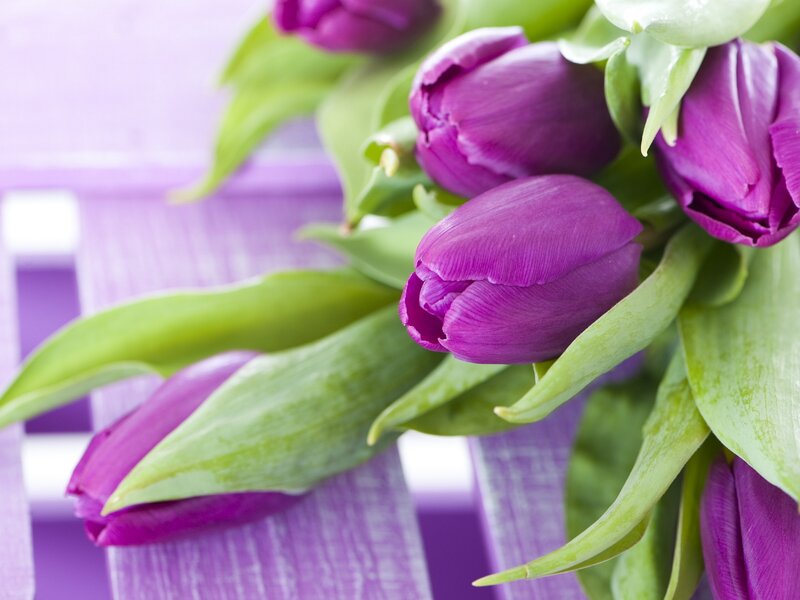 Purple Tulips on Purple Surface — Calm