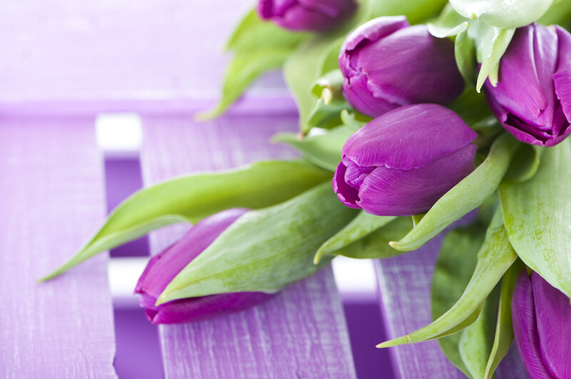 Purple Tulips on Purple Surface