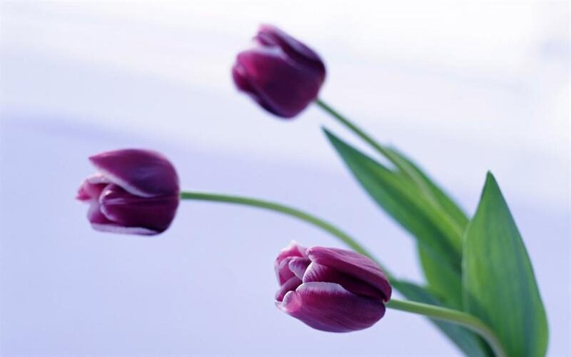Purple Tulips on Stems