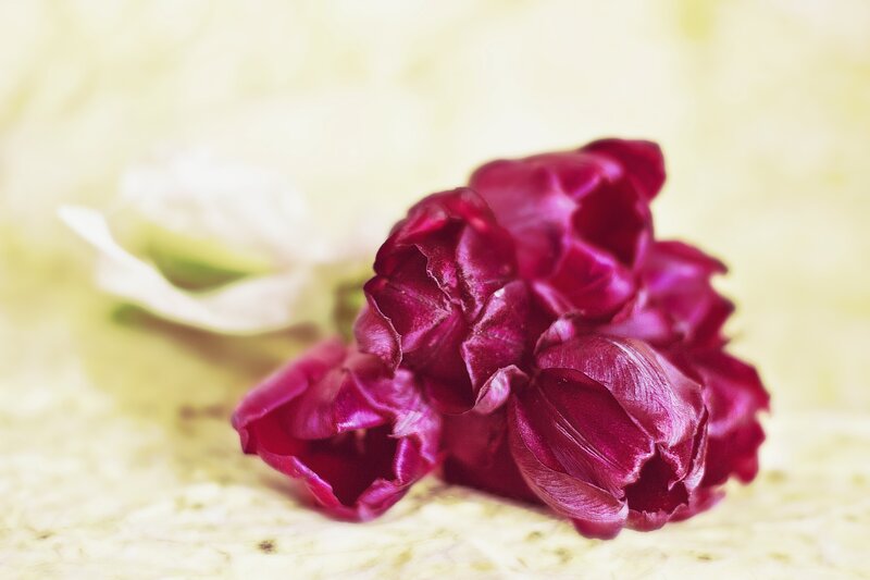 Purple Tulips on Surface