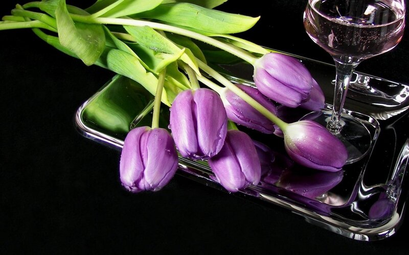 Purple Tulips on Tray — Dramatic, Photograph