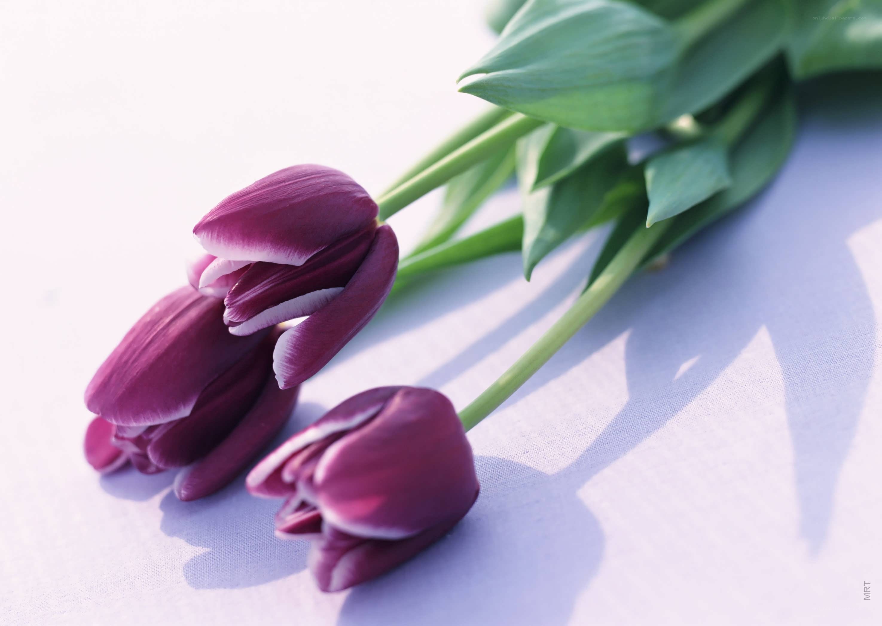 Purple tulips on white surface