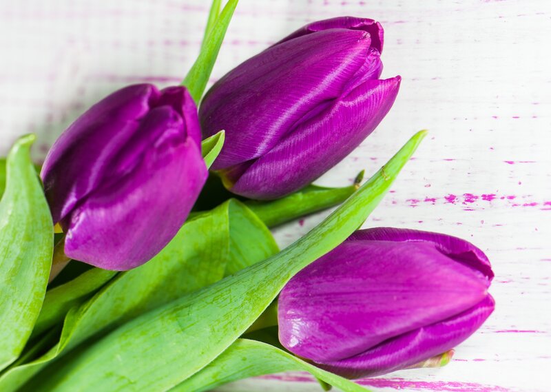 Purple Tulips on Wood — Calm