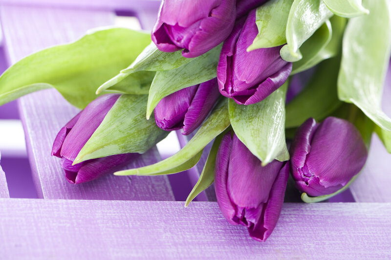 Purple Tulips on Wood