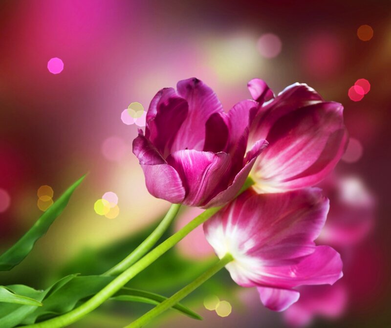 Purple Tulips — Pink, Serene