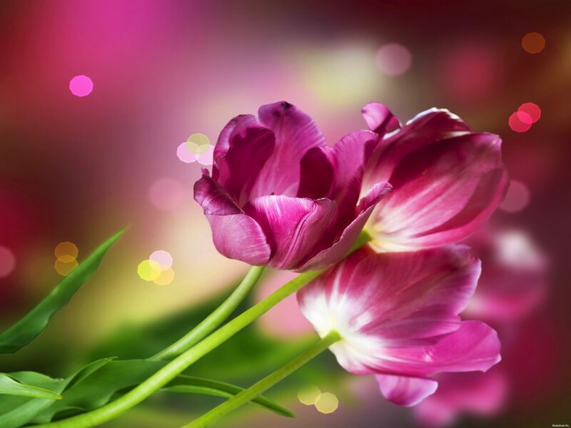 Purple Tulips — Pink