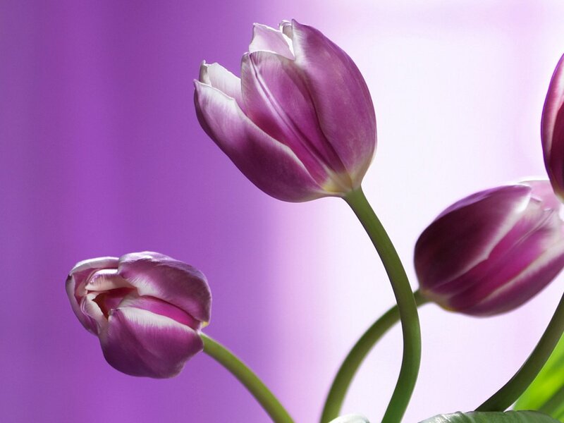 Purple Tulips — Serene, Photograph, Flowers, Stems, Leaves, White