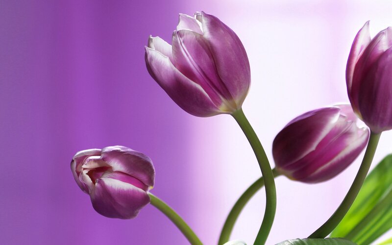 Purple Tulips — Serene, Photograph, Flowers, Stems