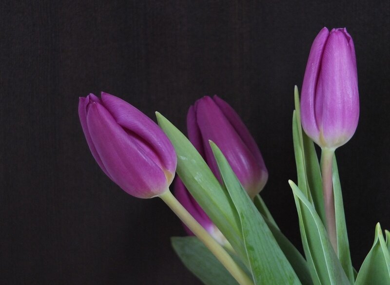 Purple Tulips — Serene, Photograph, Green Leaves