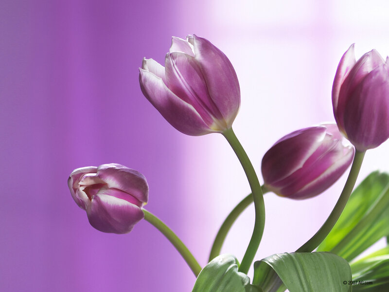 Purple Tulips — Serene, Photograph, Green Stems, Leaves, White