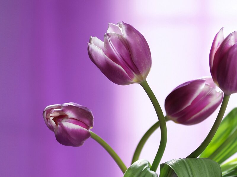 Purple Tulips — Serene, Photograph, Green Stems