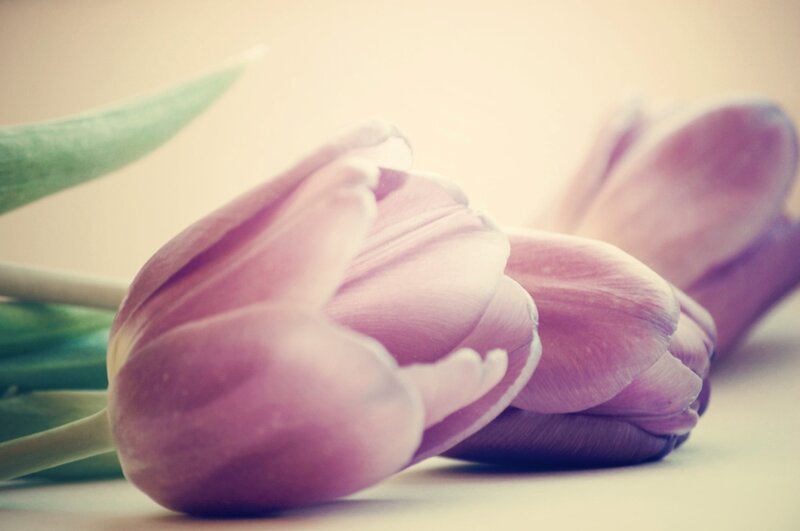 Purple Tulips — Serene, Photograph