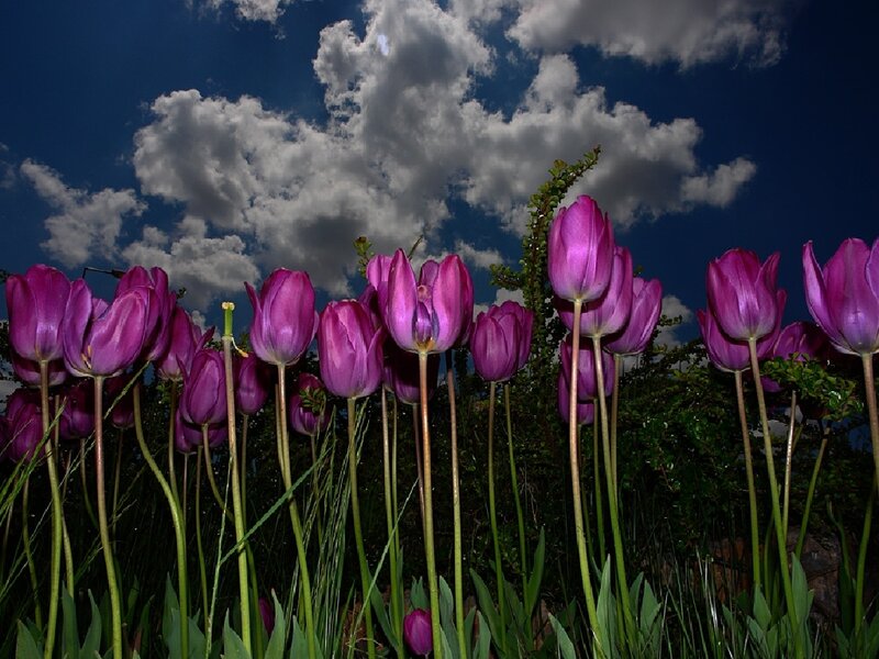 purple tulips under cloudy sky