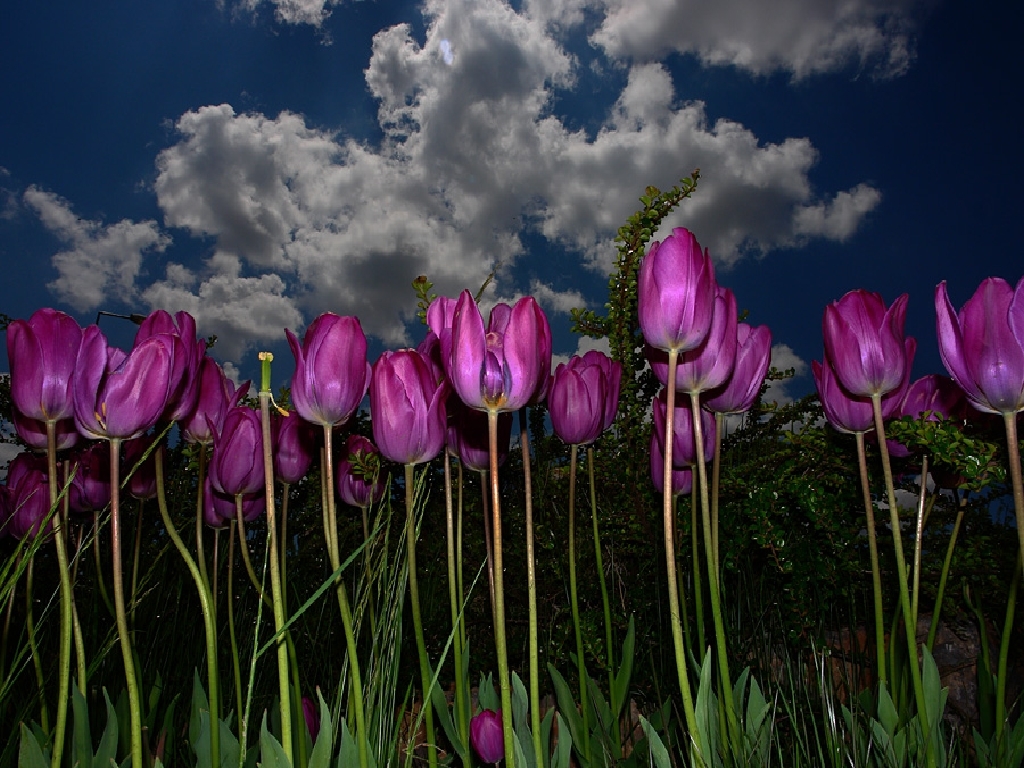 purple tulips under cloudy sky