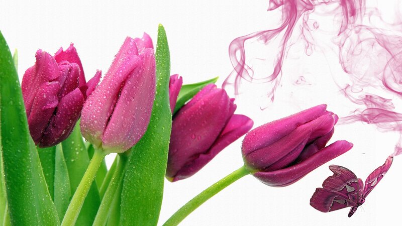 Purple Tulips with Butterfly