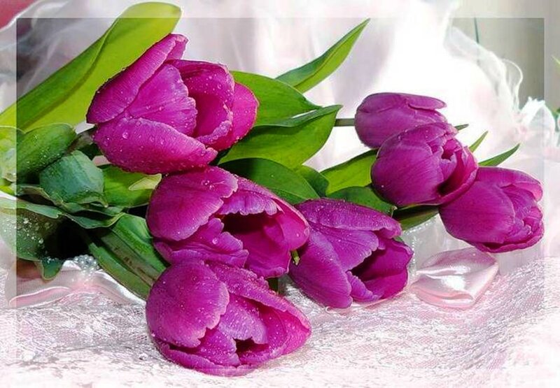 Purple Tulips with Dew — Calm