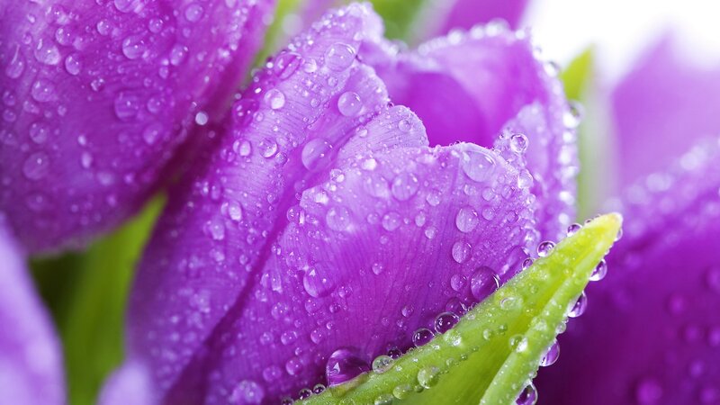 Purple tulips with dew drops