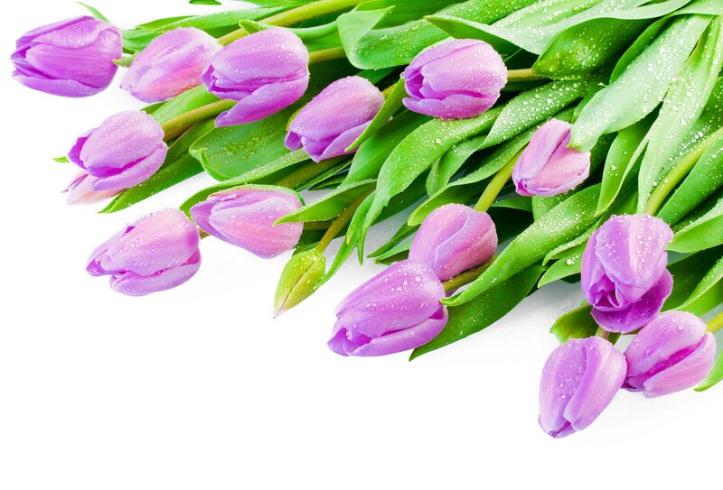 Purple Tulips with Dew — Fresh
