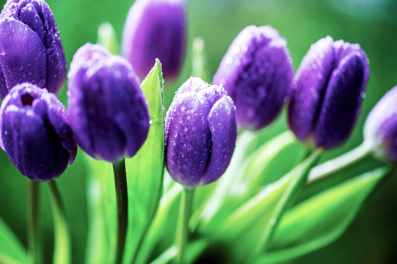 Purple Tulips with Dew — Serene, Morning