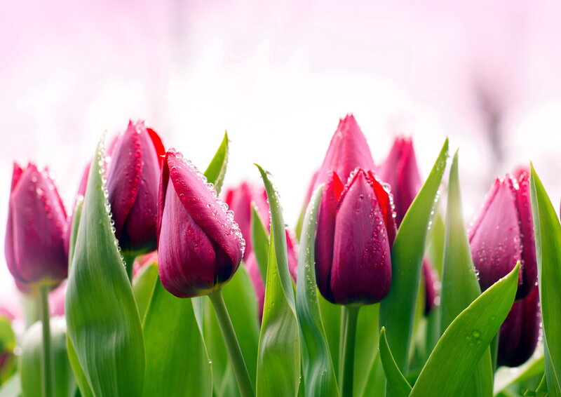Purple Tulips with Dew — Serene, Spring