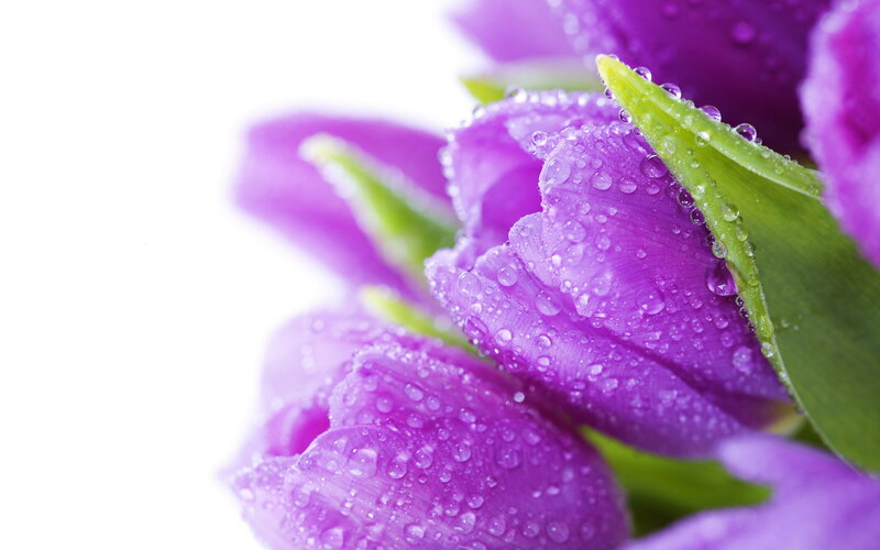 Purple Tulips with Dew — Serene