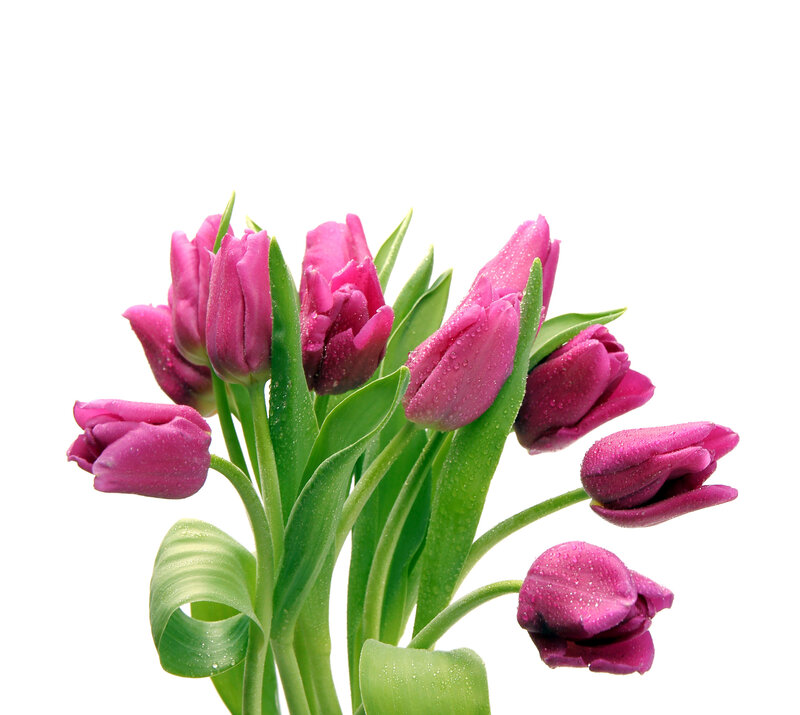 Purple Tulips with Dew