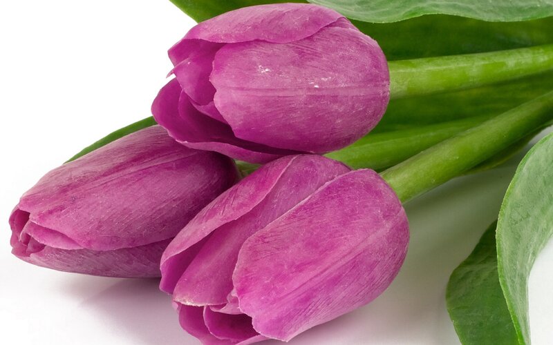 Purple Tulips with Green Leaves — Calm, Photograph