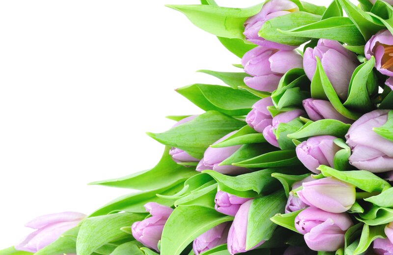 Purple Tulips with Green Leaves — Calm