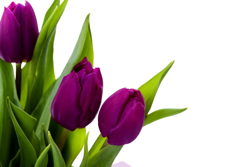 Purple Tulips with Green Leaves