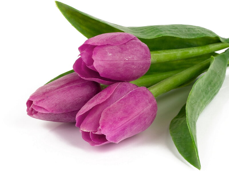 Purple Tulips with Leaves