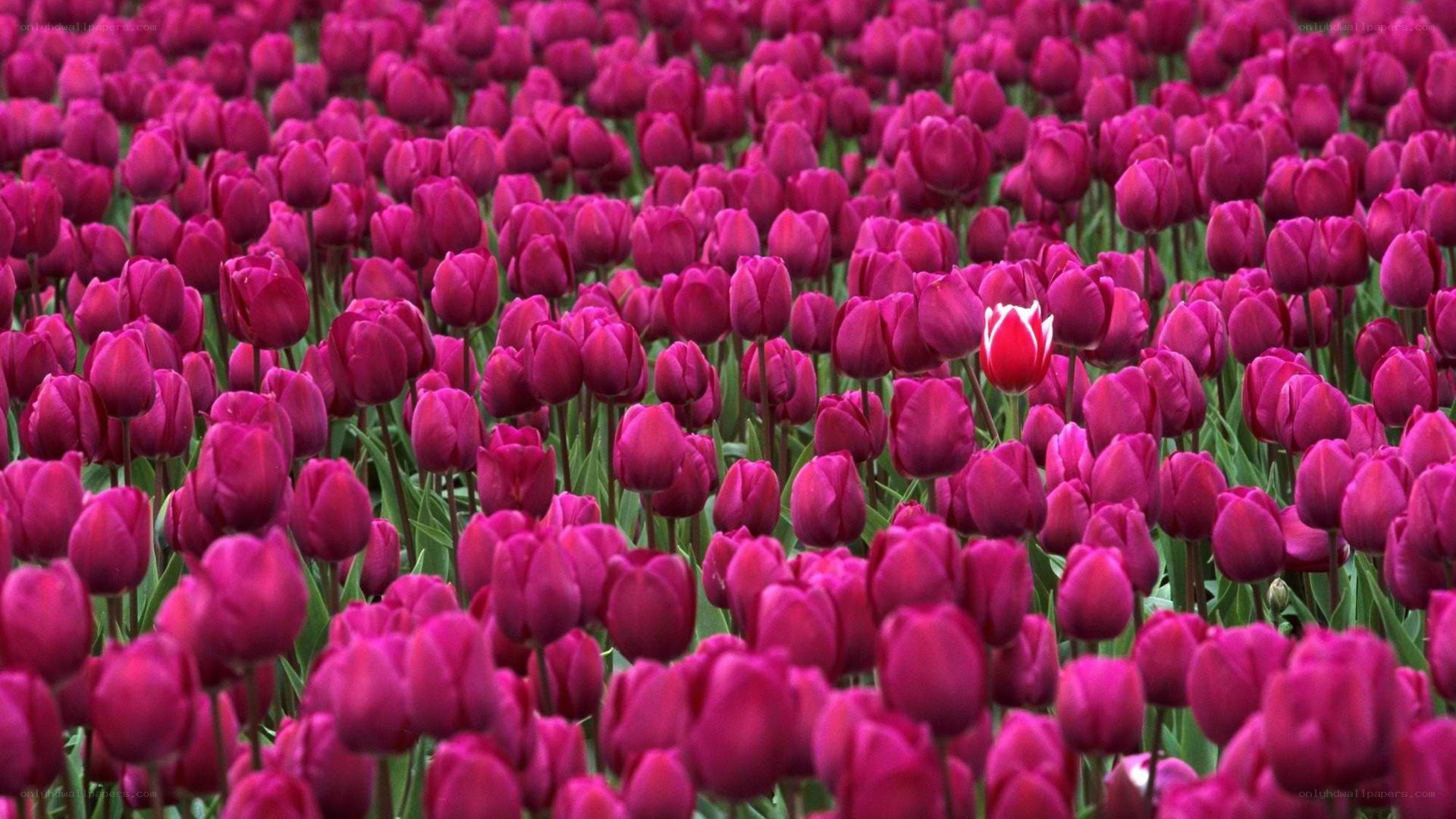 purple tulips with one white