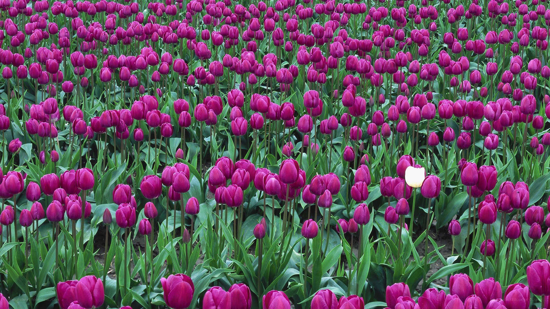 purple tulips with one white