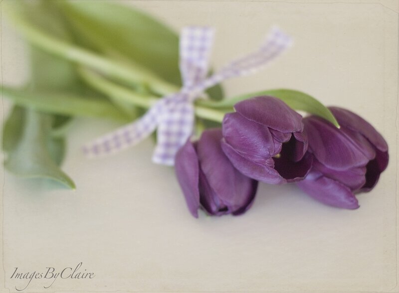 Purple Tulips with Ribbon — Serene
