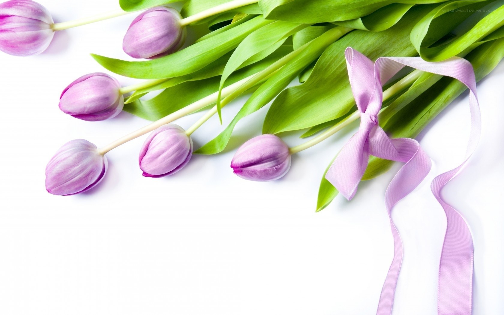 Purple tulips with ribbon