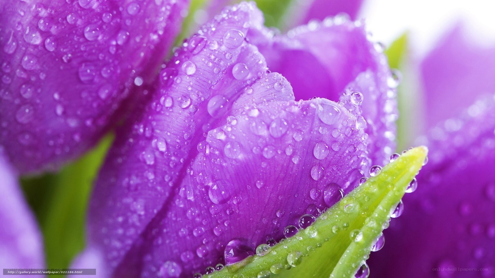 Purple tulips with water droplets