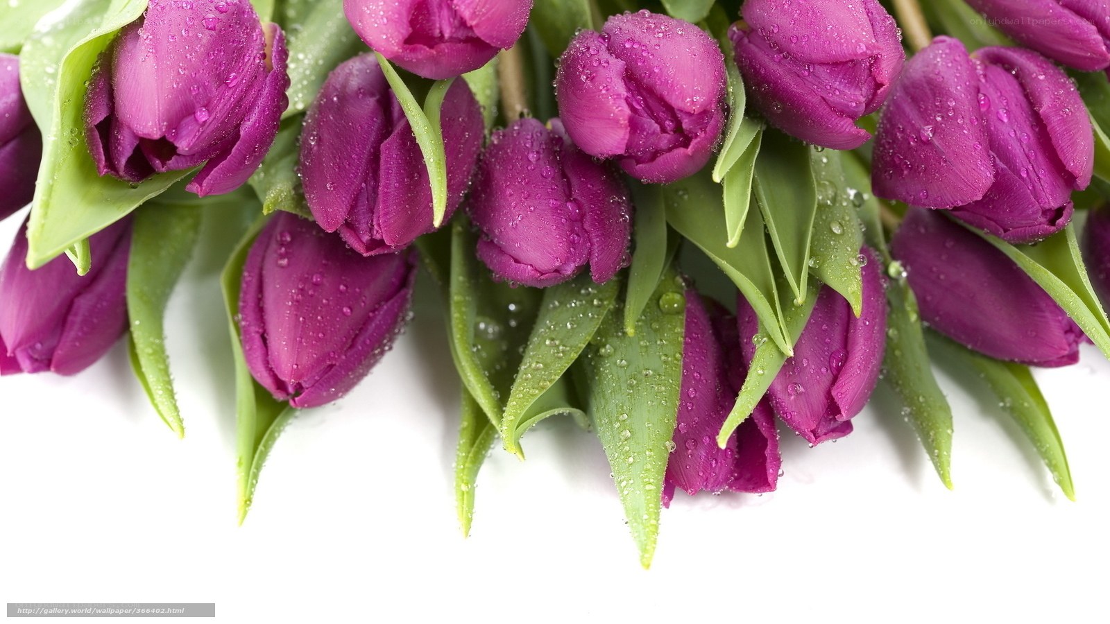 purple tulips with water droplets